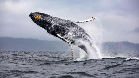 Whale Watching - Kleinbaai, Gansbaai