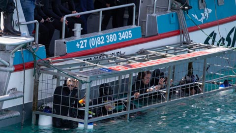 Shark Cage Diving - Kleinbaai, Gansbaai