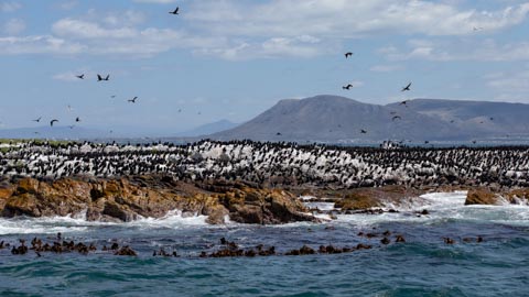 Attractions - Kleinbaai, Gansbaai