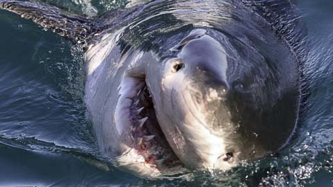 Shark Watching - Kleinbaai, Gansbaai